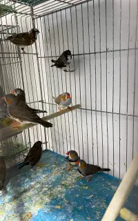 فنج