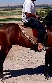 نریان کرد درجه یک