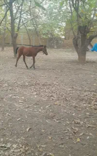 کره اسب