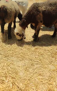 میش آبستن بز