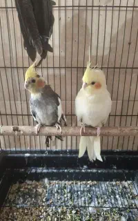 جفت عر‌وس ‌هلندی