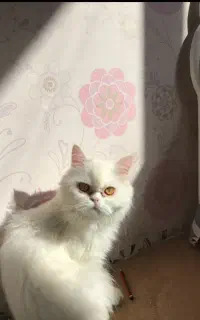 گربه گم شده