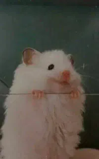 بچه همستر