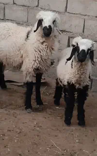 یک میش جوان با بره ماده بفروش میرسد