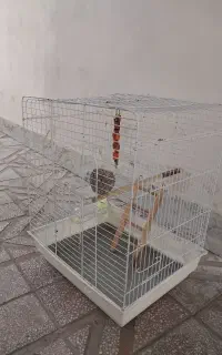 قفس پرنده لاهیجان