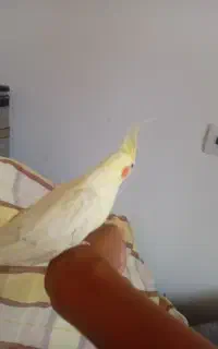 جاندارم
