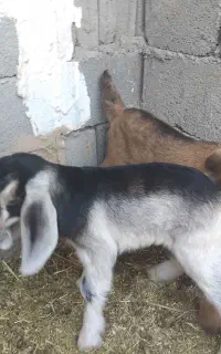 بزسرحال بادوتا بی نر 4۰روزه