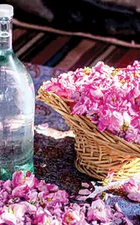 گلاب 24 کیلویی