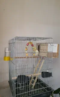 عروس هلندی