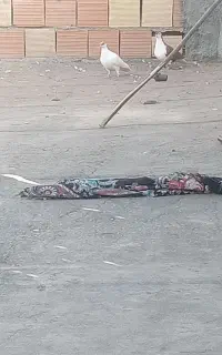 خال زردو ساده سرخ