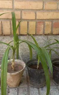 برگ موزی