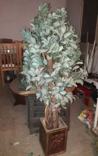 درختچه زیبا