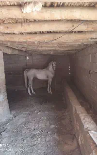 شش ساله