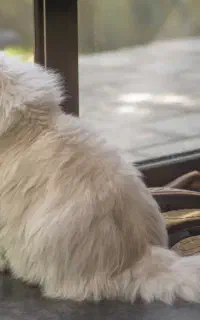 گربه نر پرشین