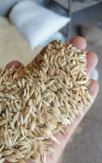 جو محلی مخصوص دام