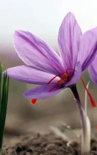 نیازمند کارمند زعفران چیدن