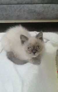 گربه اسکاتیش