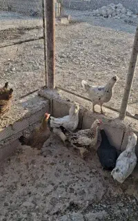 مرغ گلین ومحلی تخم گذار ۷تا
