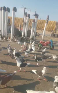 کبوتر شهرستانی