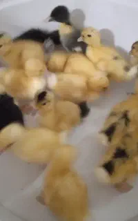 جوجه محلی و اردک پنج روزه،،جوجه یک ماهه