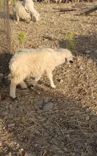 دو عدد گوسفند جوان به فروش می‌رسد