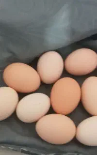 تخم مرغ خونگی