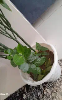 گل طبیعی