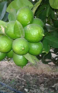 تعداد محدودی نهال مرکبات ،نارنج لیمو و پرتقال