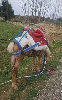 لوازم پالان اسب زین