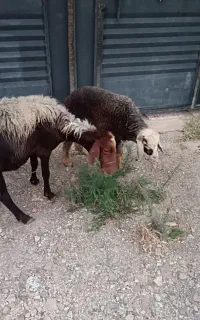 گوسفند بره مار با بره نر