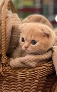 جزیره گربه های رنگی