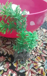 وسایل آکواریوم