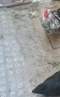 خروس ۴ ماهه گلین