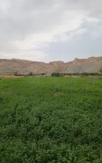 یونجه