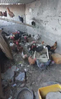 خروس
