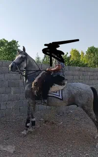 مادیان عرب
