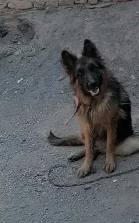 سگ ژرمن شپرد  شولاین اصل