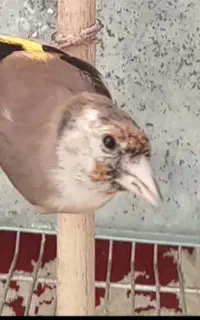 ماده سهره داغسر