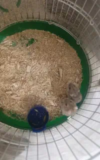 همستر با قفسش