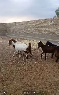 ۵عدد بز غاله