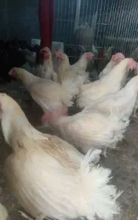 مرغ و خروس برای قربانی