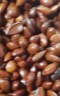 بادم شوره