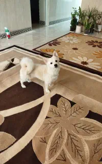پانی حیوان