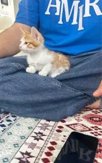 واگذاری بچه گربه ۳ ماهه