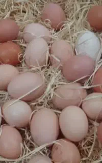 تخم مرغ محلی