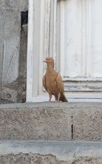 ماده پلاکی زرد