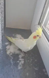 عروس هلندی نر ۷ ماهه همراه قفس