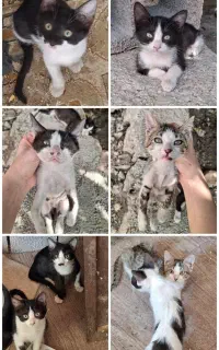 واگذاری گربه DSH
