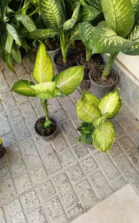 طلا و جواهر فقط همین تعداد  دونه 195 تومن