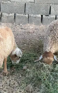 بره دوقلو دورگ رومانوف چینی